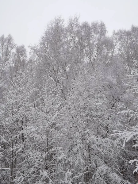 Doğadaki güzel ağaç.