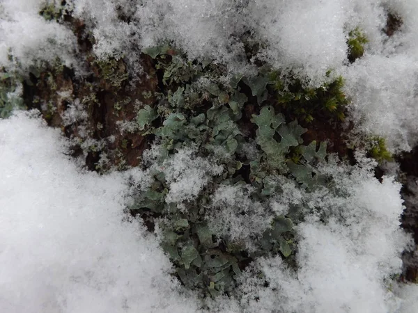 Doğadaki güzel ağaç.