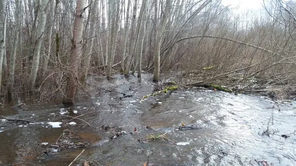 Doğadaki güzel ağaç.