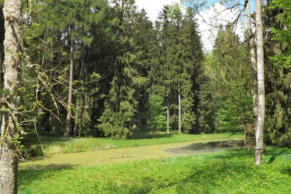 Parkın güzel manzarası