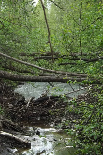 Ormanın güzel manzarası