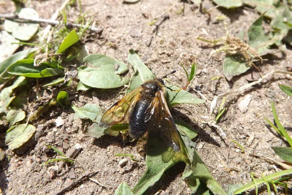 Bir bitkinin üzerindeki çekirgeye yaklaş.