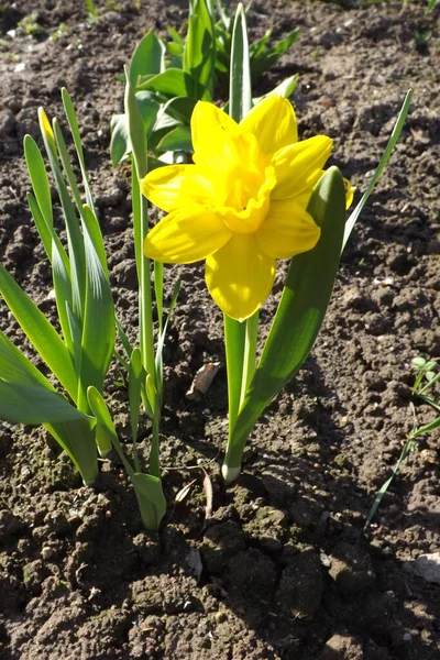 Bahçedeki sarı çiçek.