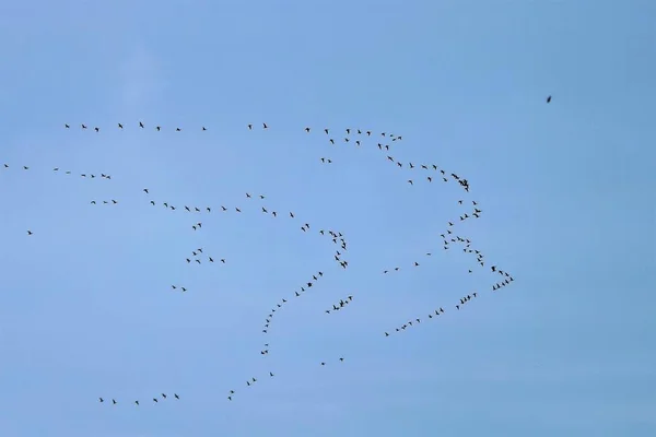 Gökyüzündeki kuş sürüsü