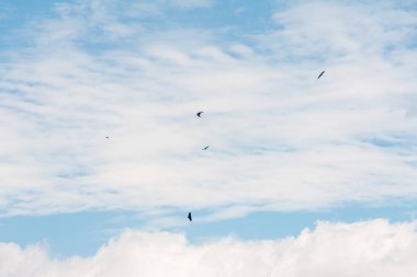 blue sky withe clouds  birds of prey