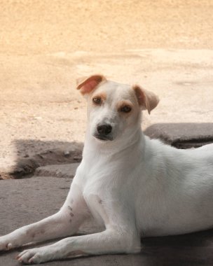 dog in the street female white 