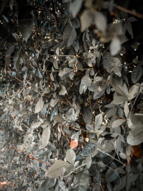  arka planda bulanık arkaplan ile yumuşak yeşil bitkiler