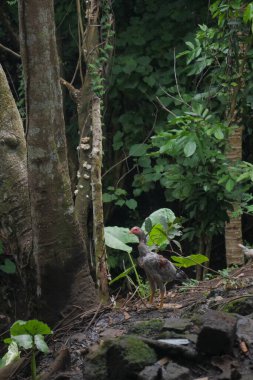 Ormanın güzel manzarası.