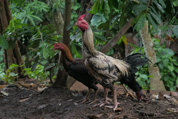 stock image rooster in the garden