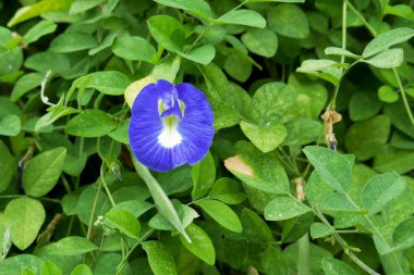 Bahçedeki güzel çiçekler