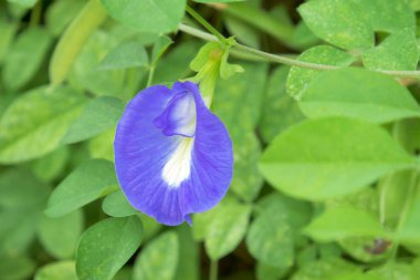 Butterfly Pea Flower or Blue Pea Flower, an indigineous flower from South East which is commonly called as 