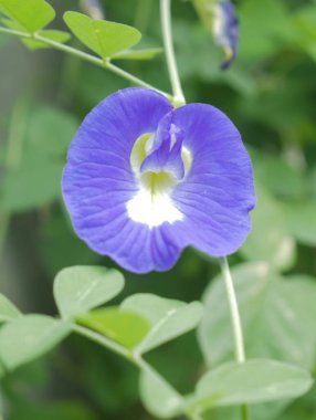 Butterfly Pea Flower or Blue Pea Flower, an indigineous flower from South East which is commonly called as 