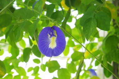 Güzel botanik fotoğrafı, doğal duvar kağıdı.
