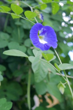 Bahçedeki güzel çiçekler