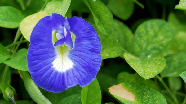 Butterfly Pea Flower Blue Pea Flower Indigineous Flower South East — стокове фото