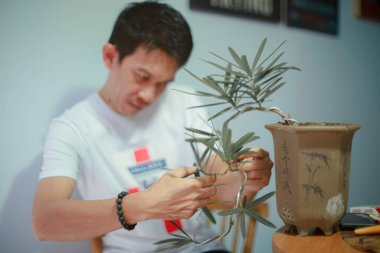 Adam bonsai bonsai ağacı süslüyor.