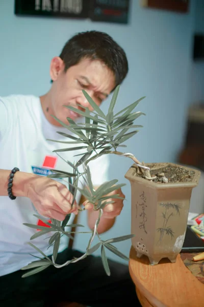 Adam bonsai bonsai ağacı süslüyor.
