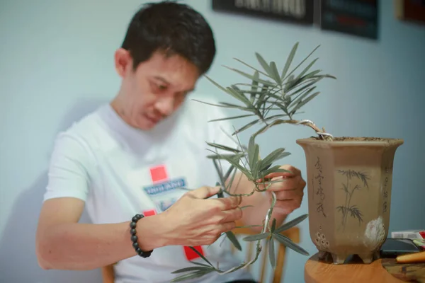 Man Versieren Bonsai Bonsai Boom Stockfoto