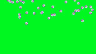 Sakin bir sevgililer günü temalı animasyon. Mor renkli çiçekler rastgele yerlerde tepeden tırnağa zarifçe düşüyor. Videolarda, sunumlarda veya Sevgililer Günü projelerinde krom anahtar kullanımı için ideal.