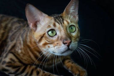 Cats or feline make good house pets as they are very clean. They are very quiet and does not bother you much