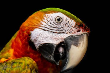 Macaws are one of the most colorful birds around. They are beautiful and make amazing pets