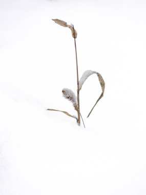 Fabrikayı karla kapatın. Çin 'in güzel manzarası. Eksi 20 ile eksi 30 derece arasında son derece soğuktu. Bana beyaz bir kışı ya da Noel 'i hatırlatıyor.