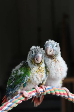 Baby conure portrait in studio shots Singapore