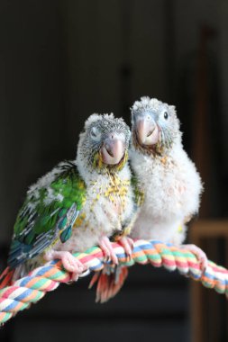 Baby conure portrait in studio shots Singapore