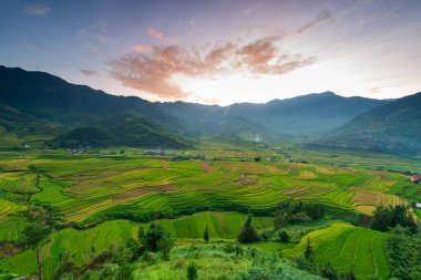 Mu Cang Chai, Vietnam 'daki pirinç tarlası.
