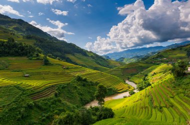 Mu Cang Chai, Vietnam 'daki pirinç tarlası.