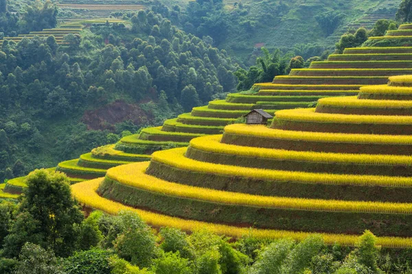 Mu Cang Chai, Vietnam 'ın teraslı arazileri.