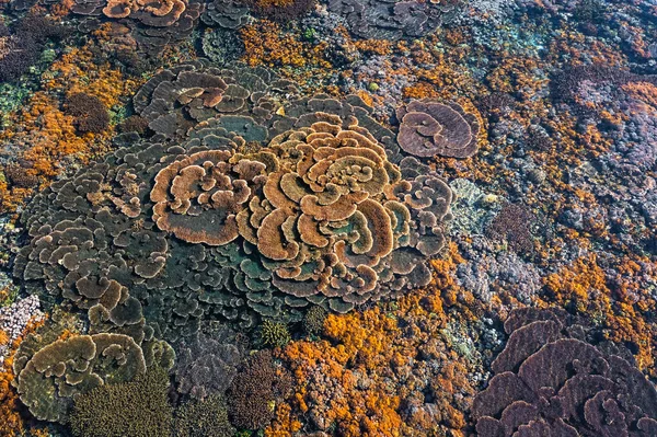 Güzel botanik fotoğrafı, doğal duvar kağıdı.