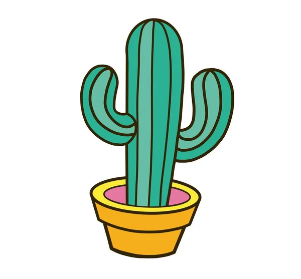 Kaktus Gryta — Stockfoto