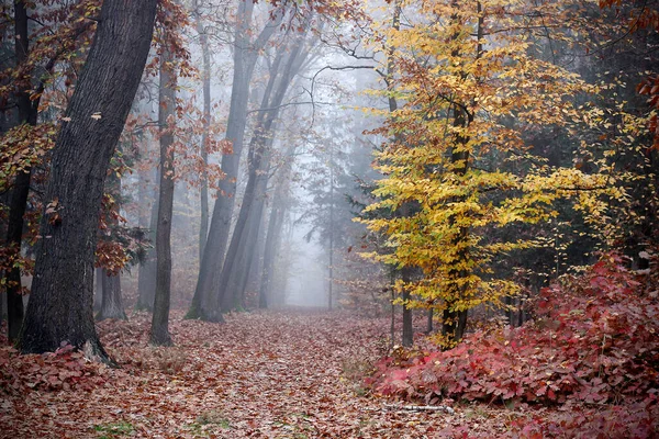The path through a forest during a beautiful foggy autumn day. Fairy, autumnal mysterious forest trees with yellow and orange leaves. Czech countryside.