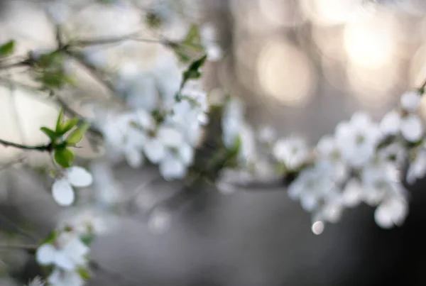 Natural spring bokeh background with blossoms out of focus. Defocused abstract natural background with white petals and evening bokeh lights. Evening in the spring garden concept.