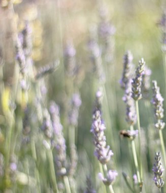 Bulanık yeşil arka planda bal toplayan bir arı ile çiçek açan bir demet lavanta (Lavandula). Mor yaz çiçekleri akşam ışığı, odak arkaplan dışı