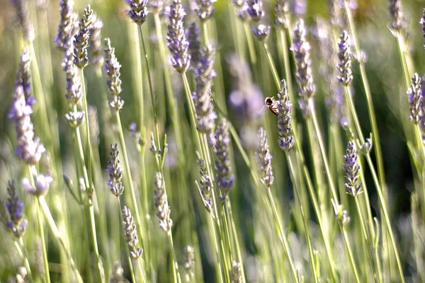 Lavendel Lavandula Bos Bloemen Bloei Een Wazig Groene Achtergrond Met — Stockfoto