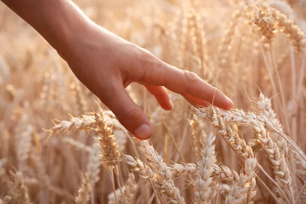 Oğlanın Eli Gün Batımında Buğday Tarlasında Altın Buğday Kulakları Arasında Telifsiz Stok Imajlar