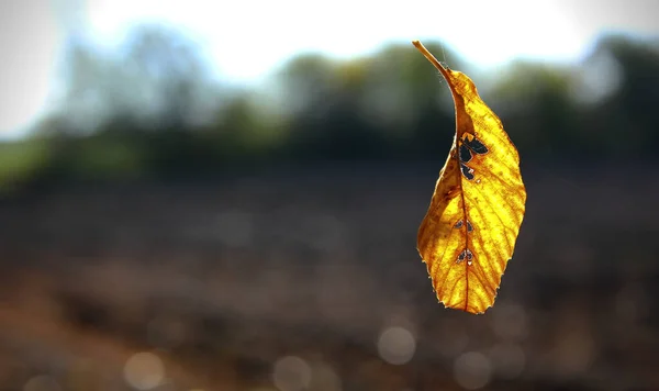 汚染されたボケ茶色の緑の背景に落ちる輝く黄色い葉のクローズアップ コピースペースで葉の自然な背景を落とします 秋季コンセプト — ストック写真