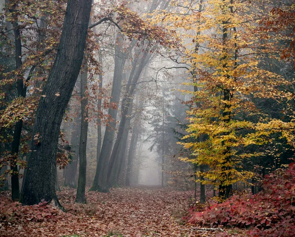 Colorful autumn forest during a beautiful foggy day. Fairy, autumnal mysterious trees with yellow and orange leaves. Czech countryside. Fall foggy forest landscape. Moody autumn concept.