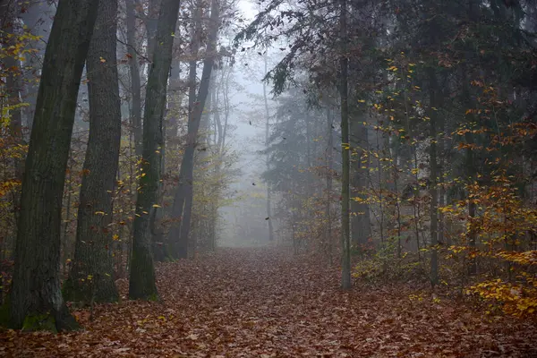 霧の中の美しい神秘的な秋の森 フェアリー 黄色とオレンジ色の葉を持つ秋の神秘的な木 夢のような霧の森の中の道の景色 自然の背景 — ストック写真