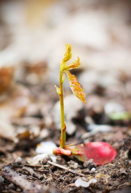 Filizlenen bir meşe palamudunun ve ormandaki yaprakların arasında yeni bir ağacın genç bitkisinin yakın çekimi. Yeni yaşam konsepti.