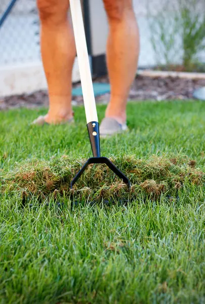 stock image Close-up of a metal garden aerator removing old dry grass from the lawn, man's feet in the background. Late summer and autumn work in the garden concept.