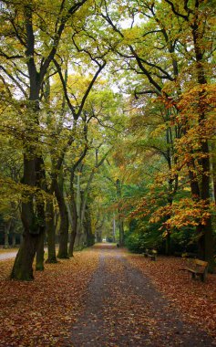 Sonbahar renklerinde bir patikası olan güzel bir sıra olgun ağaç. Parkta yeşil, sarı ve turuncu yapraklı sonbahar ağaçları var. Renkli bir ormanda yolu olan bir manzara. Sonbahar doğa arkaplanı