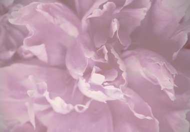 Yumuşak pembe şakayık tonlarında rüya gibi pastel renkler, romantik atmosferli narin bir çiçek, baskı, arka plan, düğün teması veya çiçek dekoru ve nazik kadın tasarımı için ideal.