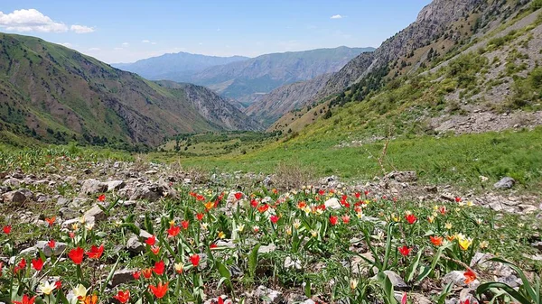 Çiçekleri ve dağları olan güzel bir manzara.
