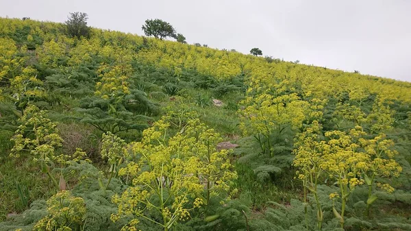 Prado Verde Com Flores Amarelas Nas Montanhas — Fotografia de Stock