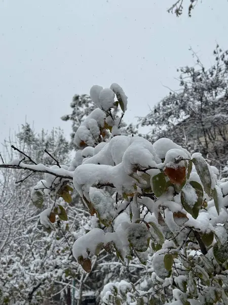 Kışın ağaç