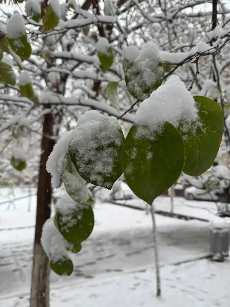 Ağaçtaki kış yaprakları