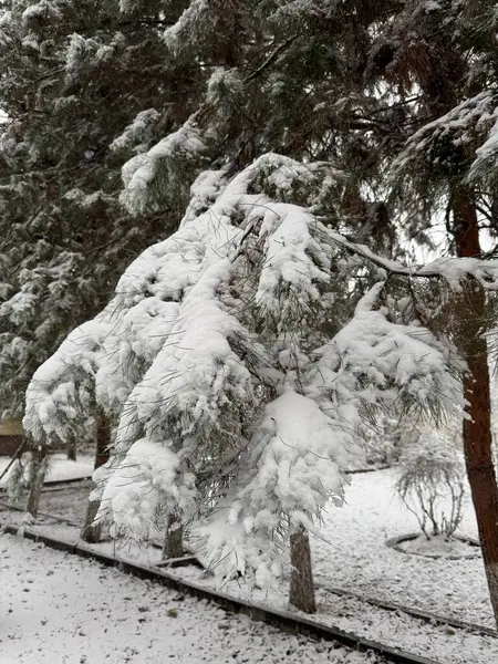 köknar ağacı kışın
